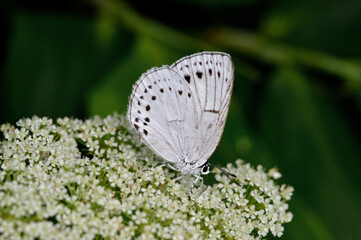 吸蜜するウラゴマダラシジミ（北海道・鶴居村）  © 愛 高行
