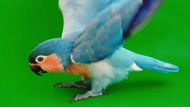 colorful parrot standing on green background