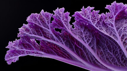 Obraz premium Purple cabbage slice on black background, macro detail showing texture