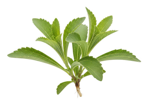 Stevia plant on transparent background, Stevia rebaudiana herb with green leaves for healthy eating and natural sweetener use