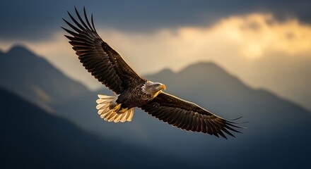 Obraz premium Bald eagle soaring over mountains at sunset