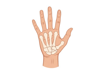 Obraz premium Human hand with skeleton bones visible on transparent background