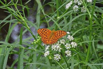 吸蜜するオオウラギンスジヒョウモンの雄（北海道・鶴居村）  © 愛 高行