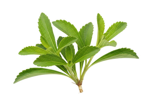 Stevia plant on transparent background, Stevia rebaudiana, Natural sweetener, Green leaves