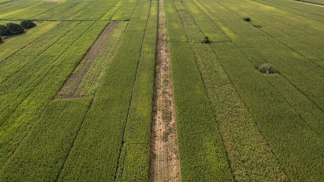 Aerial drone view of a lush green cornfield and dirt tractor path, showcasing geometric crop rows and rural agriculture in the Philippines