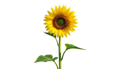 Naklejka premium A single sunflower standing tall with green leaves