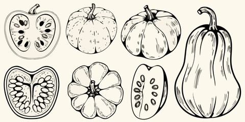 Variety of squash illustrations cross sections and whole forms displayed © Roni