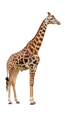 Obraz premium A giraffe standing on all fours looking to the right isolated on transparent background