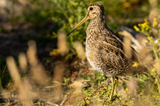 A South American Snipe (Gallinago paraguaiae) also known as the Pantanal Snipe.  Falkland Islands.