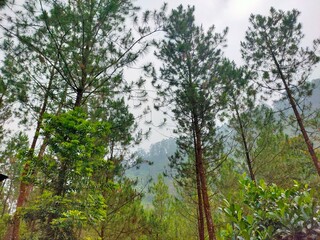 Fototapeta premium A serene forest landscape with tall trees and a mountain in the background