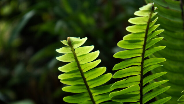 Beautiful fern leaf character. Polypodiophyta (true ferns) is a division of vascular plants that reproduce using spores, characterized by young leaves curled up (circinate vernation).