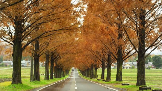 マキノ高原のメタセコイア並木道