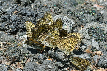 獣糞に集まるサトキマダラヒカゲ（北海道・鶴居村）  © 愛 高行