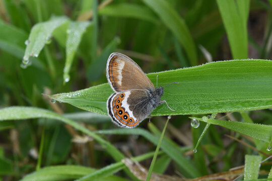 シロオビヒメヒカゲの雄（北海道・知床）
