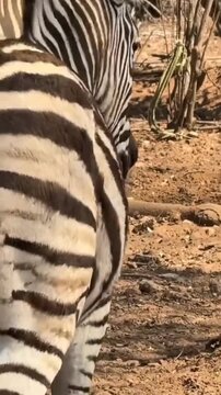 Close up of zebra stripes and skin texture in the wild