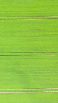 Drone shot of lush green agricultural fields with parallel tracks in the Normandy countryside. Vibrant rural landscape with fresh crops and geometric patterns.