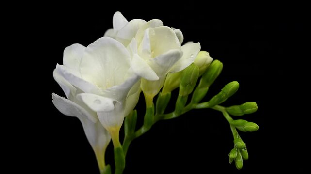 White freesia flowers with water drops on a green stem on a black background