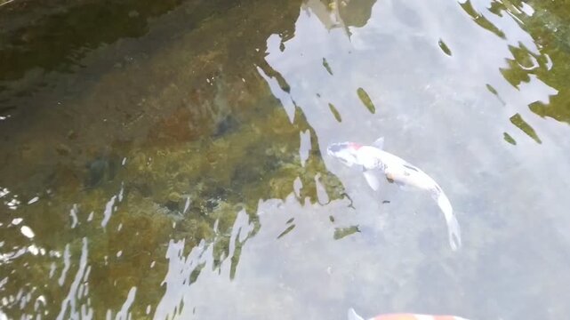 Koi fish swimming in clear water with reflections.