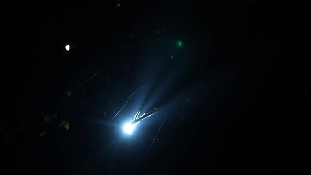 Night Shot of Man with Torch Searching in Jungle &ndash; Mysterious Exploration Scene.