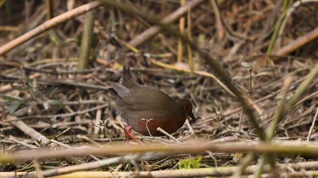 This clip highlights the bird&rsquo;s characteristic tail-flicking motion, a sign of its constant alertness in the predator-heavy marshland.