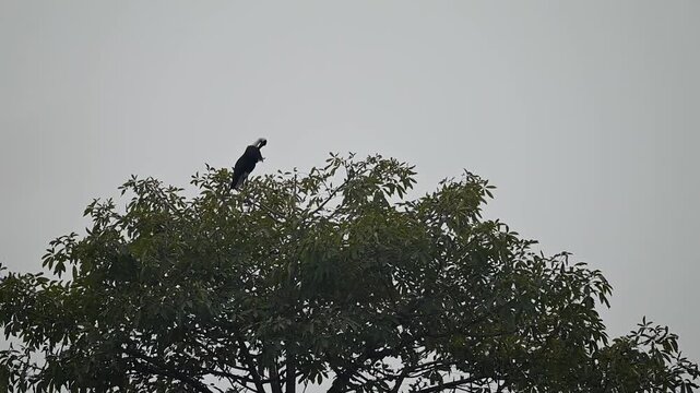 High-definition footage captures the Ciconia episcopus as it turns its head, scanning the surrounding marshland from its elevated vantage point.