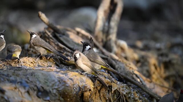 Woodland ecosystem supports himalayan bulbuls during peaceful pause
