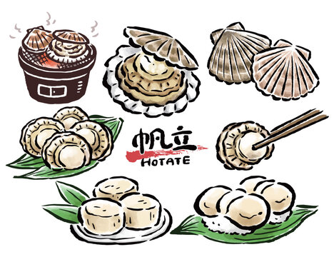 ホタテ　貝や料理など　筆タッチ手描きイラストセット