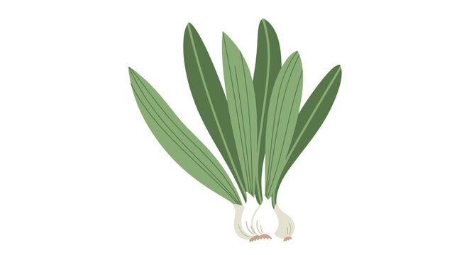 Hand-drawn illustration of fresh wild ramps or wild leeks isolated on a white background. Perfect for culinary, foraging, and healthy eating concepts.