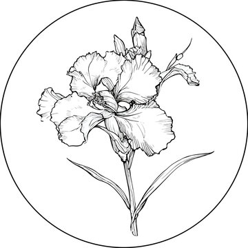 Black and white line drawing of an iris inside a circle on a white background