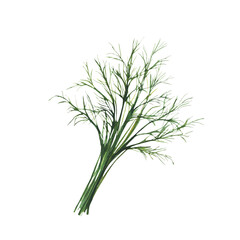 Fototapeta premium Fresh dill herbs branch, green spice. Watercolor hand drawing bunch of garden, kitchen fragrant seasoning. Realistic painted illustration for food cooking, menus and recipes. Isolated from background
