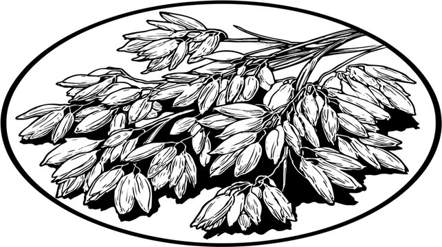 Black and white oval illustration with clusters of grain or seed pods