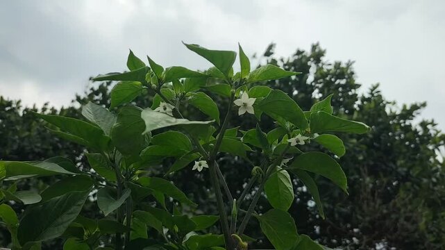 Green chilli plants with blooming flowers swaying in strong wind under a cloudy pre-storm sky