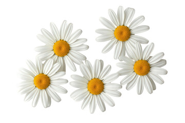 Obraz premium Five white daisies with yellow centers blooming, representing spring, nature, and growth with a transparent background