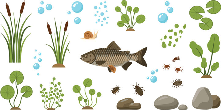 Freshwater pond ecosystem vector set with fish aquatic plants insects snail rocks and bubbles nature biology illustration