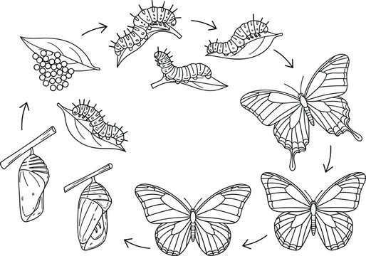 Butterfly life cycle vector illustration showing egg caterpillar chrysalis and adult stages with metamorphosis process in educational biology diagram