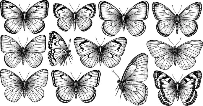 Gothic butterfly skull design vector collection featuring dark wings skeleton motifs and detailed black tattoo style illustrations for edgy art projects