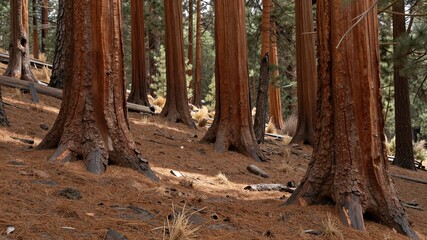 Fototapeta premium Giant redwood trees trunks in sunlit forest floor covered with pine needles brown bark rough texture ancient giants