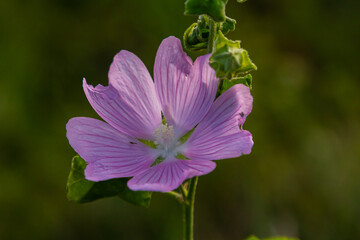 Close-up of beautiful flowers in the sun in spring. Malva common. Malva sylvestris. Common mallow © Oleh Marchak