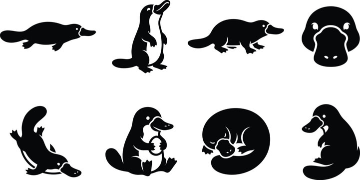 Platypus Silhouette Icon Set Featuring Various Poses of the Australian Monotreme; Minimalist Flat Vector Graphics for Nature Branding, Wildlife Conservation, and Educational Design