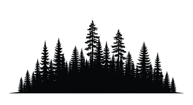 Dense forest of evergreen trees presented as a striking silhouette