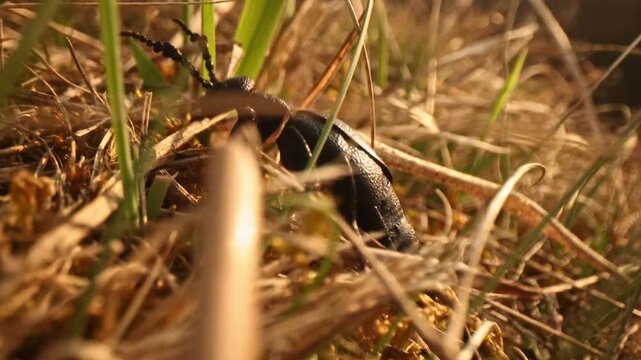 Male purple oil beetle (Meloe violaceus) crawling through grass in golden hour macro slow motion, searching for female by pheromones