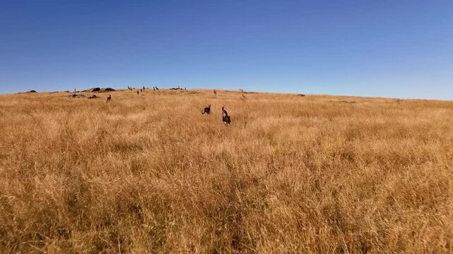 Flying low near the grass behind kangaroo hopping up a hillside in NSW, AU during summer