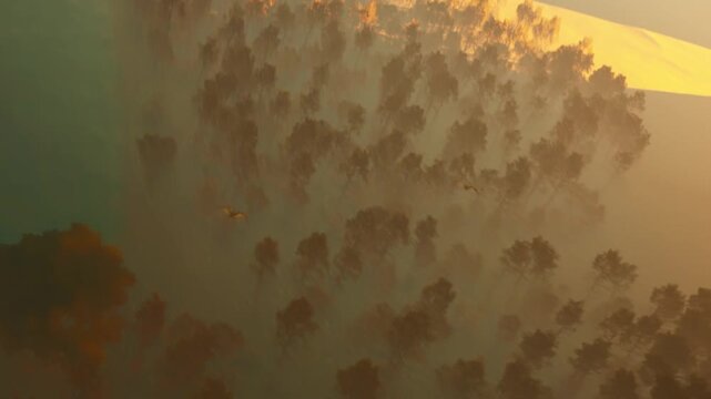 CGI Render Pterosaur Flying over Misty Forest with T-Rex in the Shadows Below