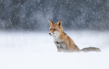 Fototapeta premium Red fox ( Vulpes vulpes ) in winter scenery