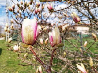 pink magnolia flowers © Kovács