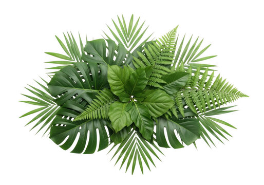 Tropical green leaves arrangement isolated on transparent background