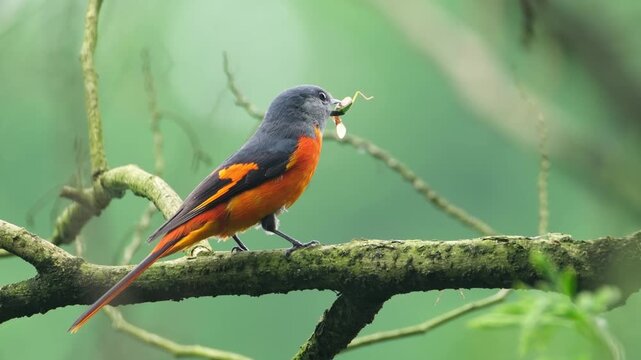 Small Minivet Bird Perching on Tree Branch with Insect in Beak, Orange and Grey Wild Bird in Tropical Forest, Wildlife Photography in Natural Habitat, Close Up Bird Behavior with Prey.