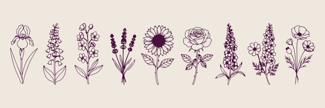 Lavender and sunflower botanical set, hand drawn garden flower sketches, romantic rose and bloom icons, minimalist nature plant vector graphics, organic floral elements for design, delicate summer flo