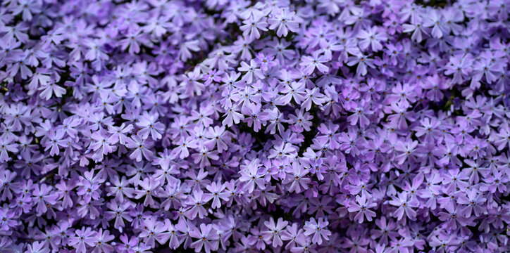 Flower carpet covers the garden ground. Blooming phlox creates a vibrant scene. Creeping phlox spreads across the landscape. Garden flowers glow in spring light. Floral texture looks soft and fresh.