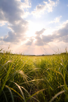Dramatic sun rays over green grass field with vertical composition